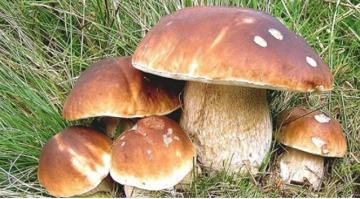 funghi-770x350.jpg