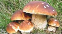 funghi-770x350.jpg